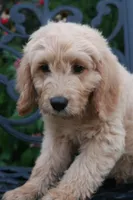 Max, a male Goldendoodle for sale in Winchester, VA – 5 of 8