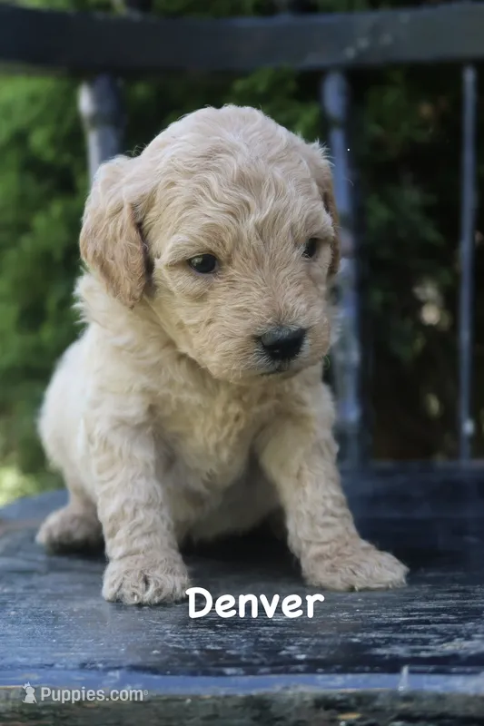 Denver – Goldendoodle puppy for sale in Winchester, VA