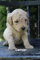 Denver, a male Goldendoodle for sale in Winchester, VA – 1 of 8