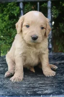 Dandy, a male Goldendoodle for sale in Winchester, VA – 4 of 7
