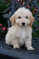 Daisy, a female Miniature Goldendoodle for sale in Winchester, VA – 2 of 6