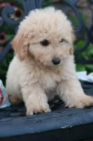 Dahlia , a female Miniature Goldendoodle for sale in Winchester, VA – 2 of 6