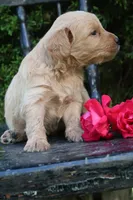 Dolly, a female Miniature Goldendoodle for sale in Winchester, VA – 2 of 6