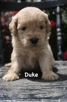 Duke, a male Goldendoodle for sale in Winchester, VA – 3 of 9