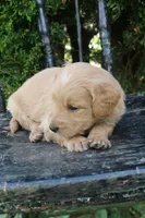 Dandy, a male Goldendoodle for sale in Winchester, VA – 6 of 7