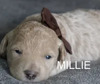 Millie, a female Goldendoodle for sale in Winchester, VA – 2 of 2