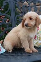 Blaze, a male Miniature Goldendoodle for sale in Winchester, VA – 7 of 7
