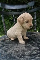 Duke, a male Goldendoodle for sale in Winchester, VA – 1 of 9