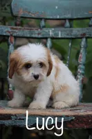 Lucy, a female Cavapoo for sale in Winchester, VA – Photo 1 of 2