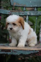 Lucy, a female Cavapoo for sale in Winchester, VA – Photo 2 of 2
