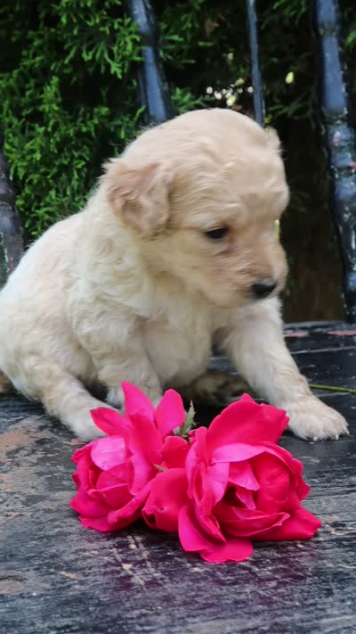 Daisy, a female Miniature Goldendoodle for sale in Winchester, VA – 5 of 5