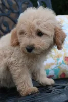 Dahlia , a female Miniature Goldendoodle for sale in Winchester, VA – 3 of 6