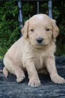 Dandy, a male Goldendoodle for sale in Winchester, VA – 2 of 7