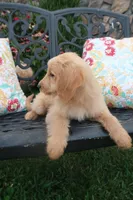 Dandy, a male Miniature Goldendoodle for sale in Winchester, VA – 5 of 5