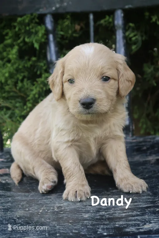 Dandy – Goldendoodle puppy for sale in Winchester, VA