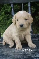 Dandy, a male Goldendoodle for sale in Winchester, VA – 1 of 7