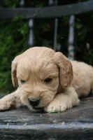 Max, a male Goldendoodle for sale in Winchester, VA – 2 of 4
