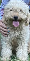 Bell, a female Goldendoodle for sale in Winchester, VA – 1 of 2