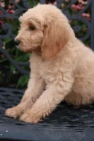 Max, a male Goldendoodle for sale in Winchester, VA – 8 of 8