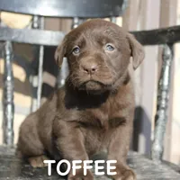 Toffee, a female Labrador Retriever for sale in Winchester, VA – 1 of 1
