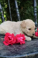 Dahlia , a female Miniature Goldendoodle for sale in Winchester, VA – 4 of 4