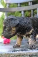 Daffy , a female Miniature Goldendoodle for sale in Winchester, VA – 5 of 8
