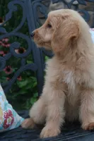 Dandy, a male Miniature Goldendoodle for sale in Winchester, VA – 4 of 5