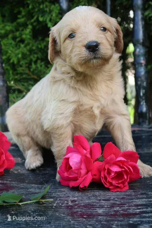Dolly – Miniature Goldendoodle puppy for sale in Winchester, VA
