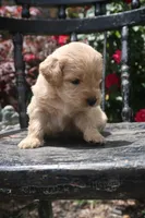 Duke, a male Goldendoodle for sale in Winchester, VA – 8 of 9