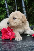 Dahlia , a female Miniature Goldendoodle for sale in Winchester, VA – 3 of 4