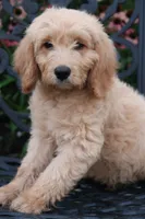 Max, a male Goldendoodle for sale in Winchester, VA – 4 of 8