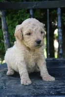 Denver, a male Goldendoodle for sale in Winchester, VA – 5 of 8