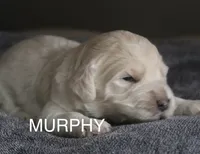 Murphy, a male Goldendoodle for sale in Winchester, VA – 1 of 2