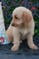 Blaze, a male Miniature Goldendoodle for sale in Winchester, VA – 6 of 7