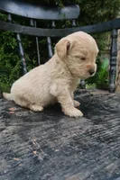 Duke, a male Goldendoodle for sale in Winchester, VA – 6 of 9