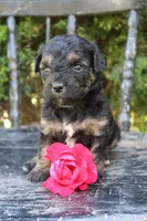 Daffy , a female Miniature Goldendoodle for sale in Winchester, VA – 4 of 8