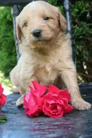 Dolly, a female Miniature Goldendoodle for sale in Winchester, VA – 3 of 6