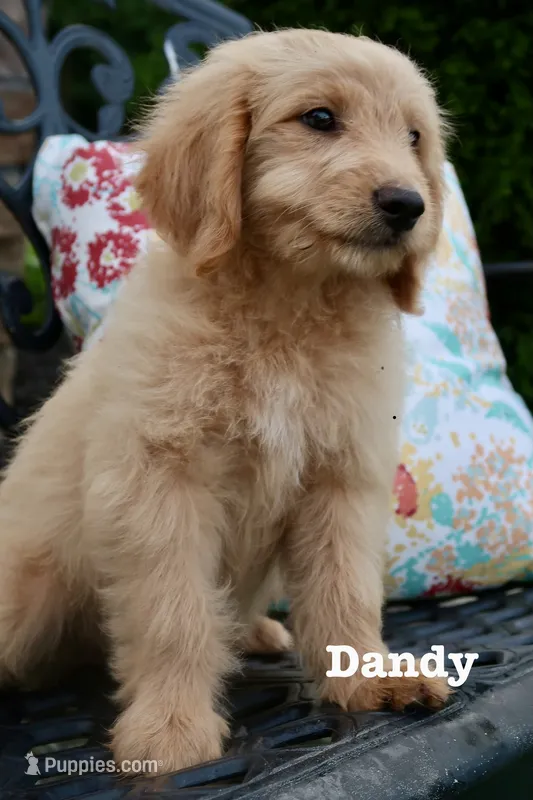 Dandy – Miniature Goldendoodle puppy for sale in Winchester, VA