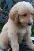 Blaze, a male Miniature Goldendoodle for sale in Winchester, VA – 2 of 7