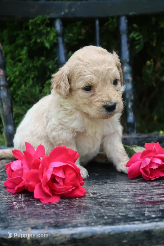 Daisy – Miniature Goldendoodle puppy for sale in Winchester, VA