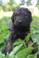 Dexter, a male Goldendoodle for sale in Winchester, VA – 3 of 4
