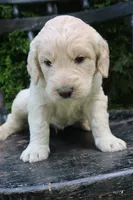 Murphy, a male Goldendoodle for sale in Winchester, VA – 2 of 4