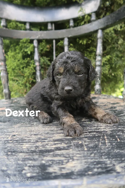 Dexter – Goldendoodle puppy for sale in Winchester, VA