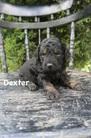 Dexter, a male Goldendoodle for sale in Winchester, VA – 1 of 4