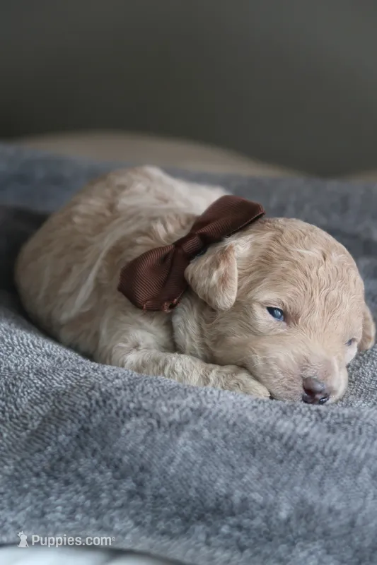 Millie – Goldendoodle puppy for sale in Winchester, VA