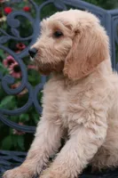 Max, a male Goldendoodle for sale in Winchester, VA – 3 of 8