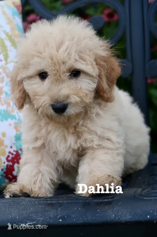 Dahlia  – Miniature Goldendoodle puppy for sale in Winchester, VA