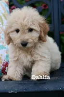 Dahlia , a female Miniature Goldendoodle for sale in Winchester, VA – 1 of 6