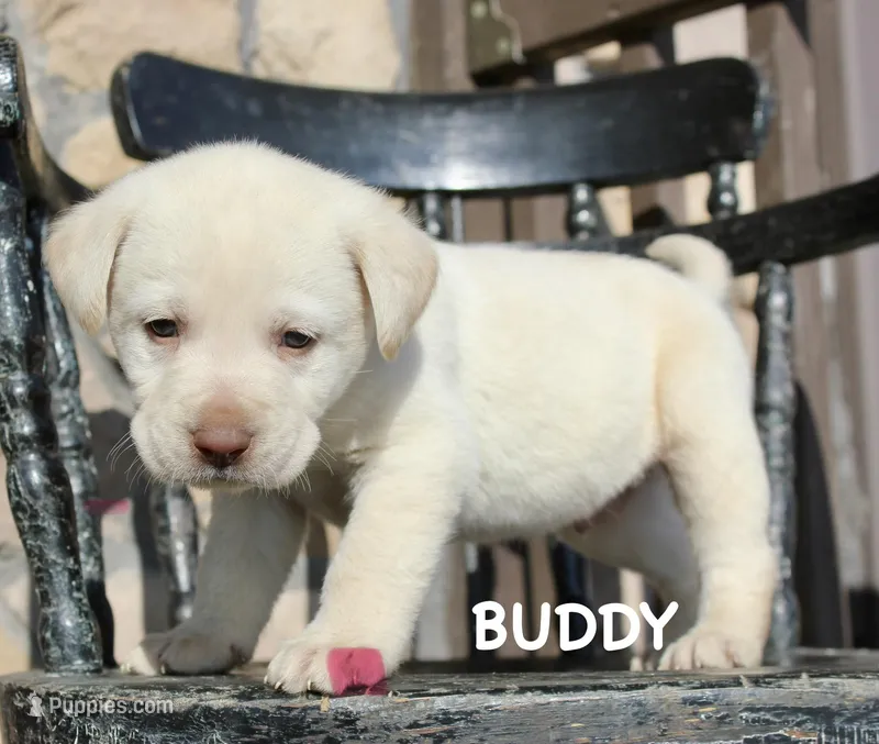 Buddy