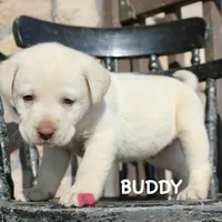 Buddy, a male Labrador Retriever for sale in Winchester, VA – 1 of 1